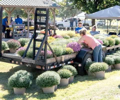 VISITORS SELECT COLORFUL FALL MUMS from a trailer at this year’s Pumpkin Patch, where a wide variety of vibrant blooms made the spot a popular stop for festival-goers.