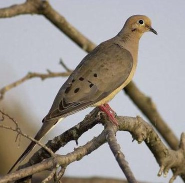 Dove Season