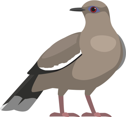Dove