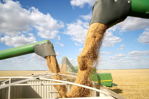 Wheat Harvest 2026
