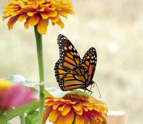AS MONARCHS make their fall migration to wintering grounds in Mexico, Central America, and South America, some pause for a backyard rest in the Creightons' vibrant flower garden. Fielzah captured these winged visitors and shared her photos with the Sentinel-Times for readers to enjoy!