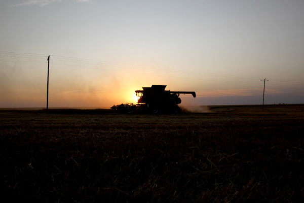 GOLDEN FIELDS are blooming under the sunset as the combine harvests the wheat, turning the day's labor into a breathtaking view. (Photo Courtesy of Damon Muir)