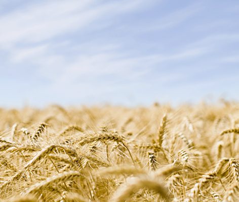 Wheat