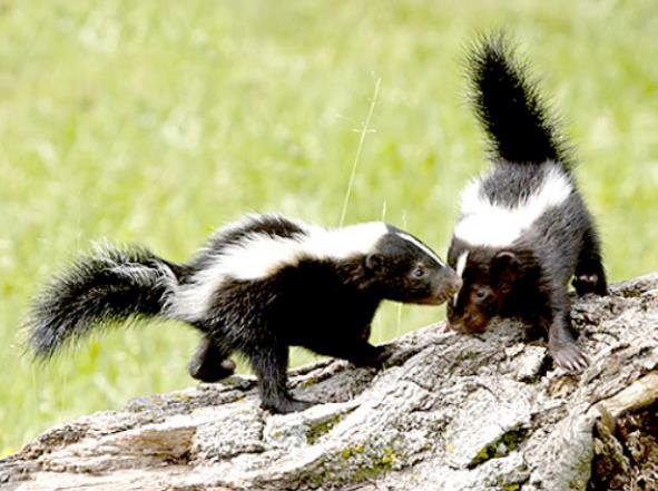 Why did God make stinky skunks?