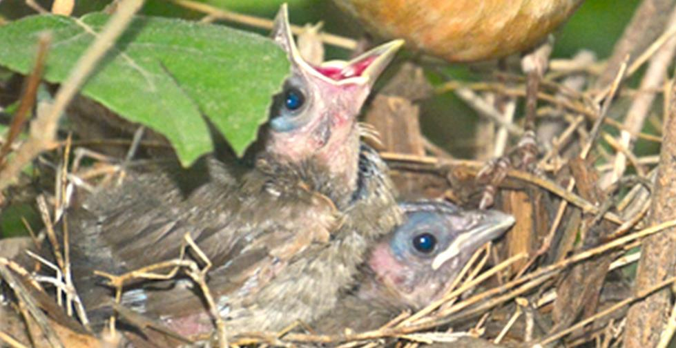 Young Birds