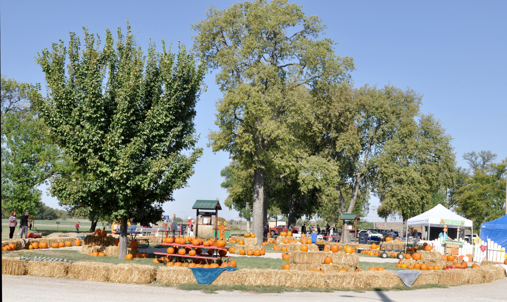 A SEA OF PUMPKINS! There were pumpkins of all kinds and sizes available for purchase at this year’s Pumpkin Patch which was sponsored by Stockton’s Chamber of Commerce. The fun event was held last Saturday and Sunday in the Lower City Park.