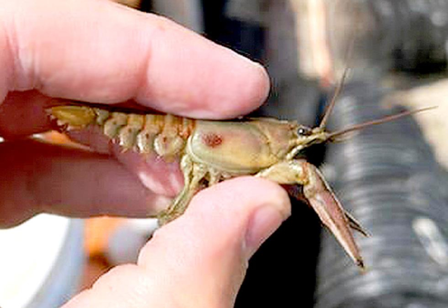 Researchers discover undocumented Crayfish species in Kansas