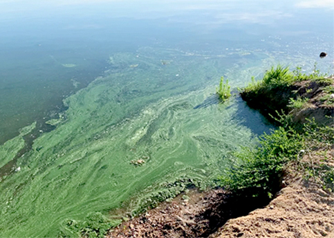 Blue-green algae