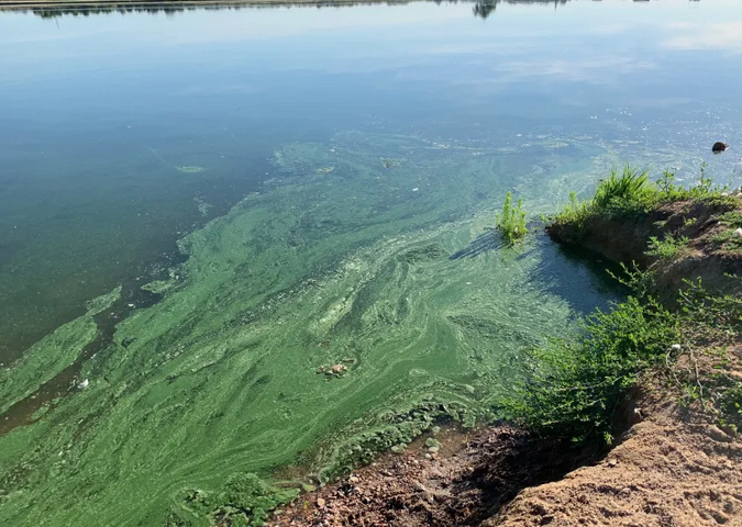 Blue-Green Algae
