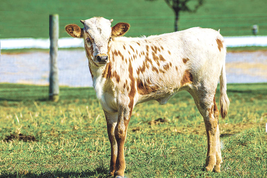 Calf