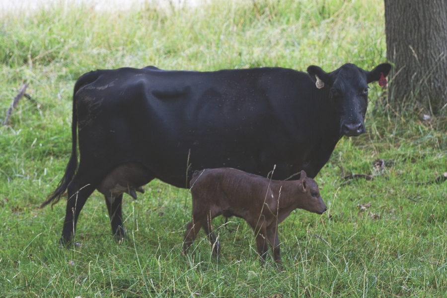 Calf