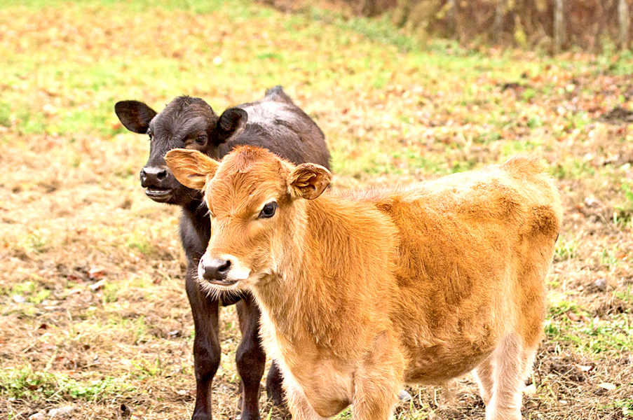 Calves