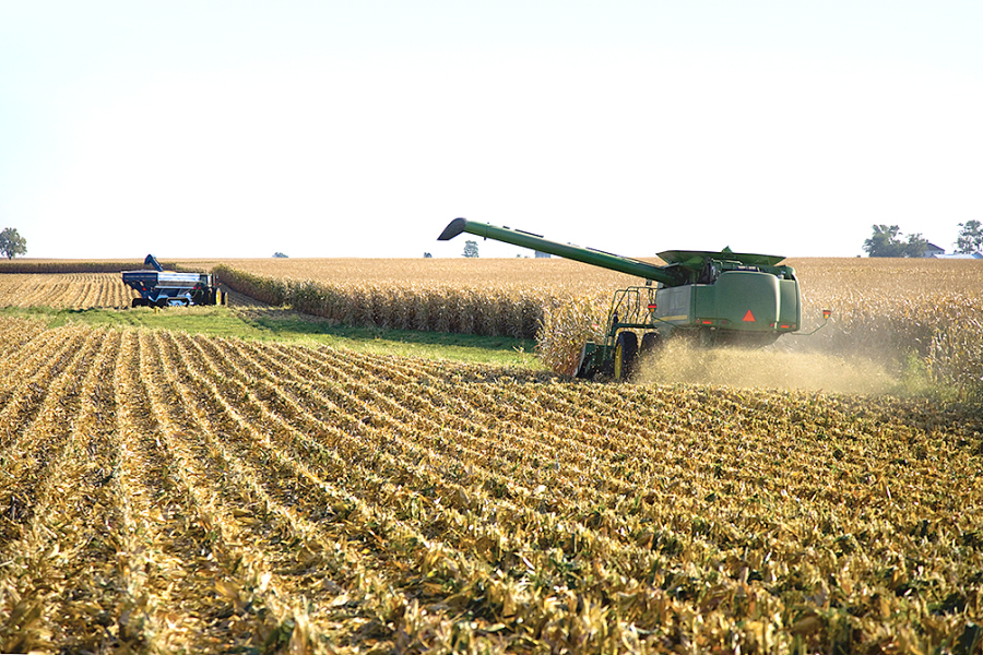 Corn harvest