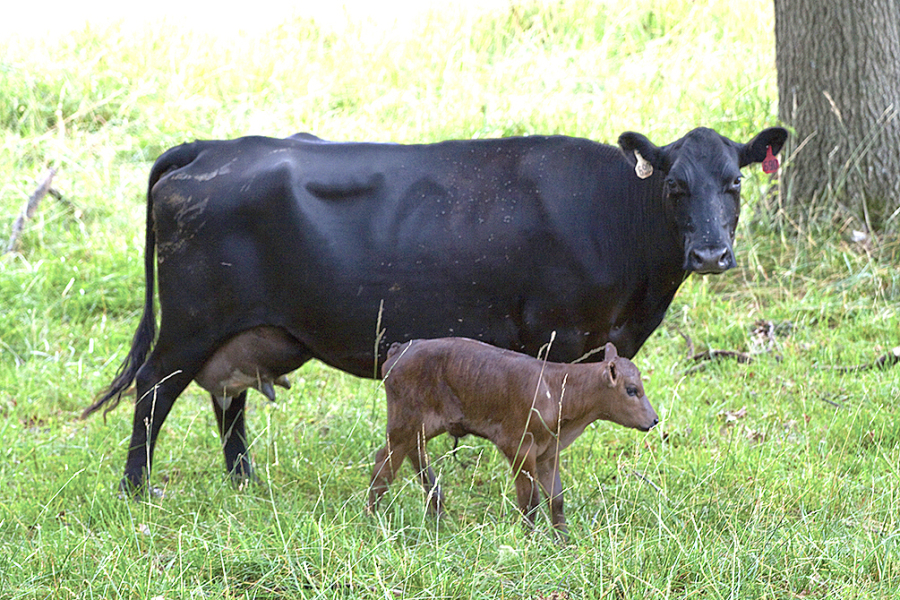 Cow/Calf