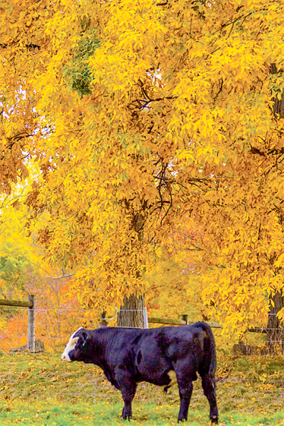 Cow