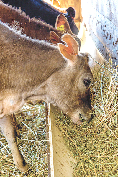 Cows Feeding