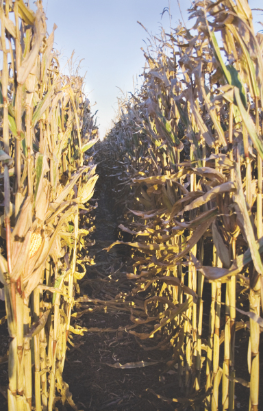 Corn