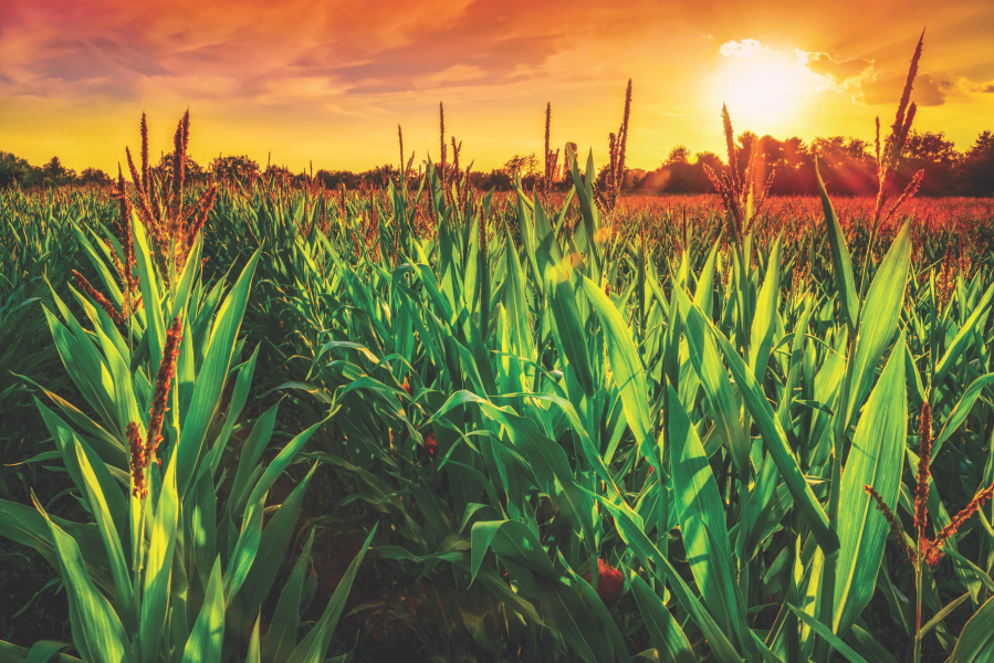 Fall Crops