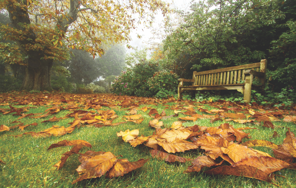 Fall Lawn