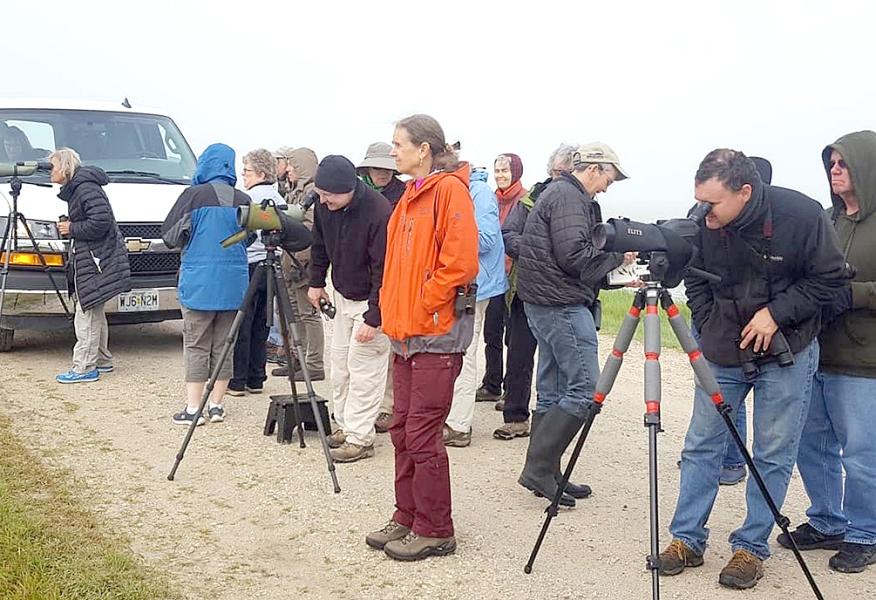 Free Birdwatching