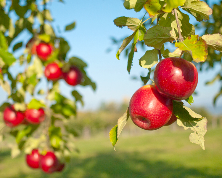 Fruit Trees
