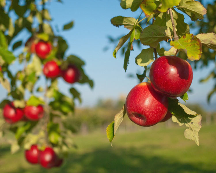 Fruit Trees