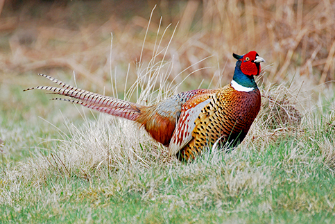 pheasant