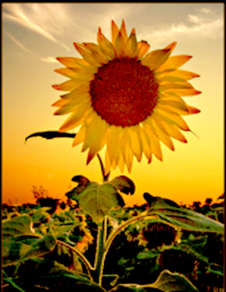 Sunflower