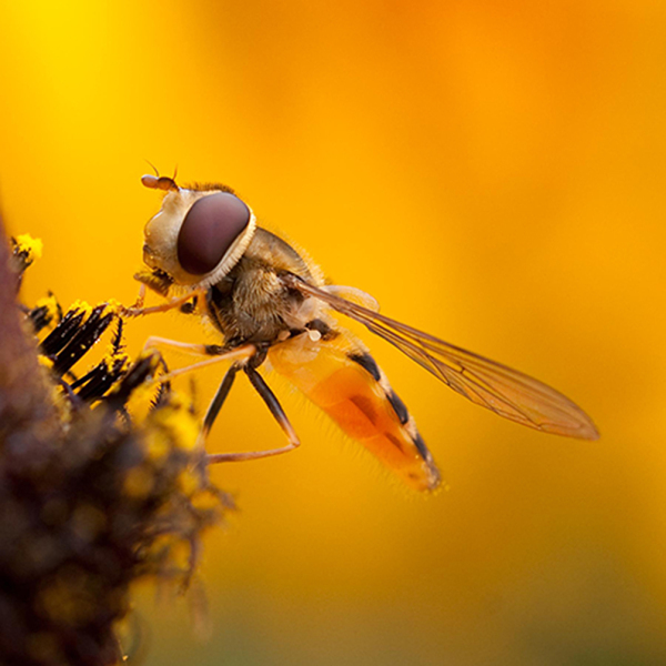 Wasp
