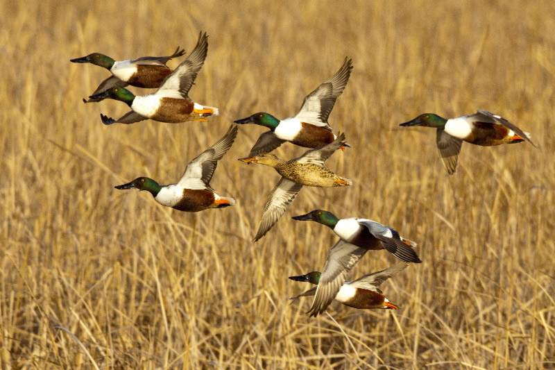 Kansas Waterfowl