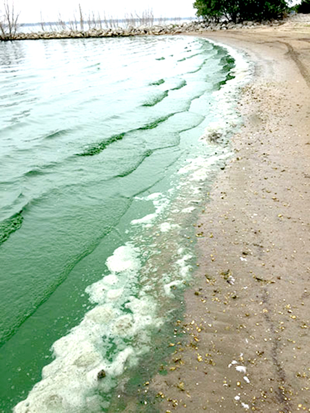 Algal Bloom