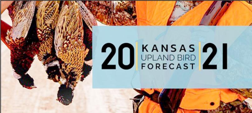 Forecast looks promising for Kansas’ 2021 Upland Bird Seasons