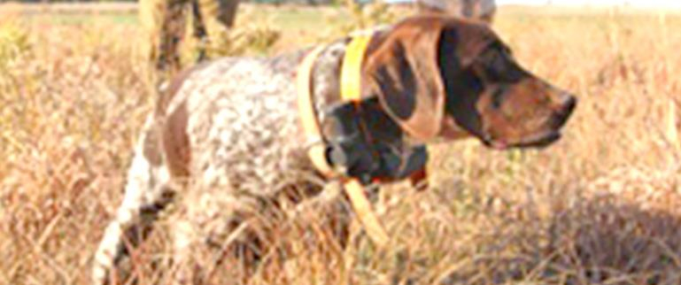 Forecast looks promising for Kansas’ 2021 Upland Bird Seasons