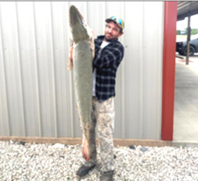 A LARGE Alligator Gar was caught in the Neosho River east of Parsons recently. It measure 4.5 feet in length.