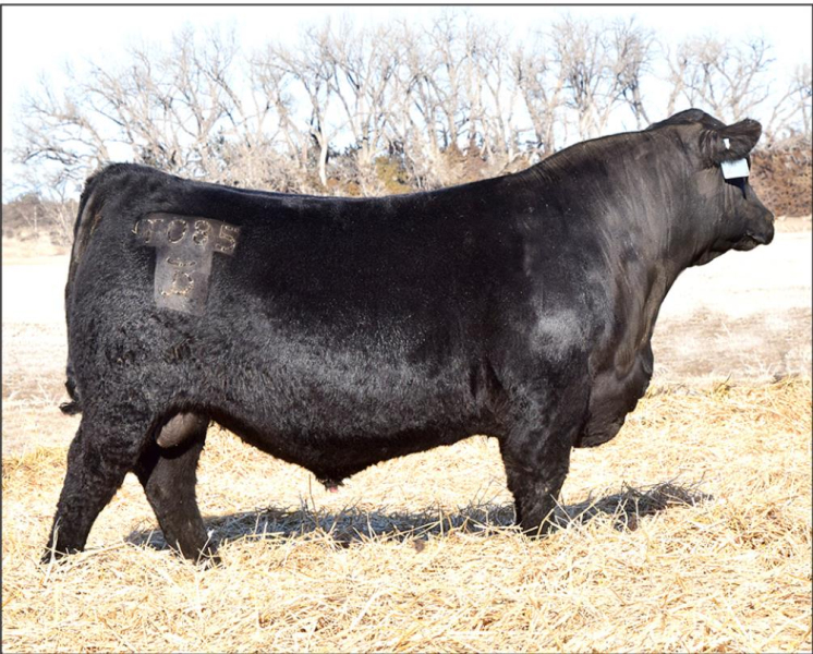 DAR PROPEL T085 was the high selling bull to Molitor Angus Ranch of Zenda, Kansas for $14,500 at Cody’s 2nd Annual Bull Sale held March 9th.