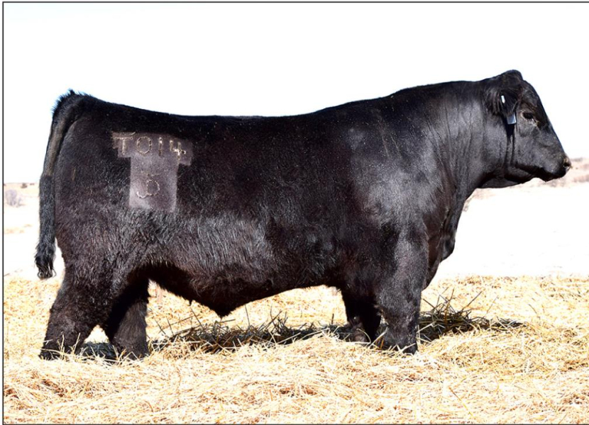 DAR TRADEMARK T014 was the second highest selling bull to John Nilhas of WaKeeney for $11,000.