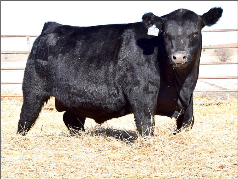 THIS IS ANOTHER one of Cody’s bulls that was sold at his bull sale—this one was the third highest seller to Dan Pierson out of Nebraska.