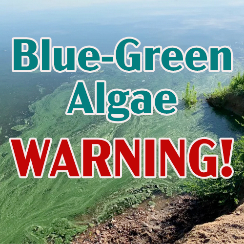 blue-green algae