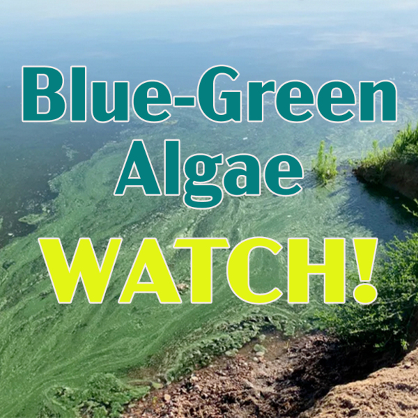 blue-green algae