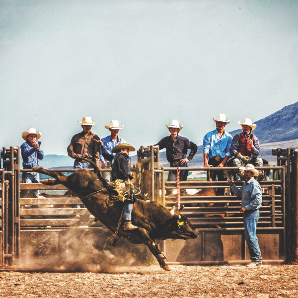 bull rider