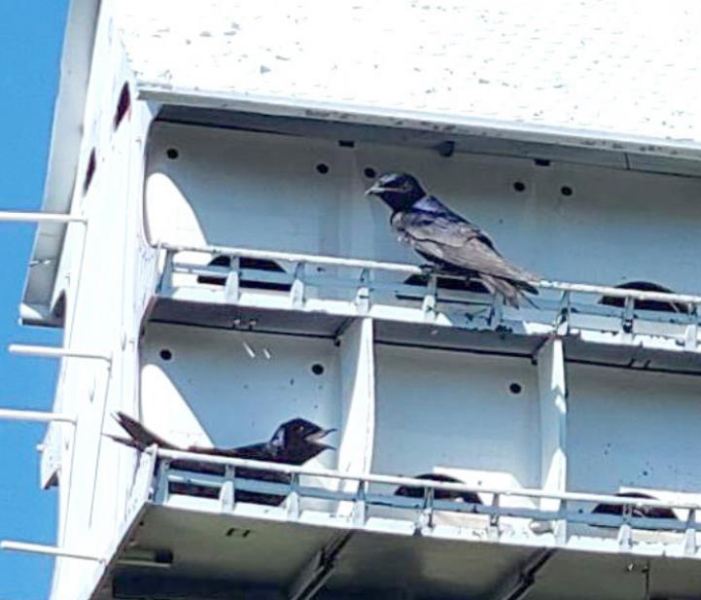 PURPLE MARTINS ARE THE LARGEST SWALLOW in North America. They are not really purple; depending on the light, their feather color can change from bright blue to navy blue to deep purple. They are geographically loyal and will return to the same nesting site every year. Their greatest enemies are the European Starlings and House Sparrows. Oh, yes... and cats!