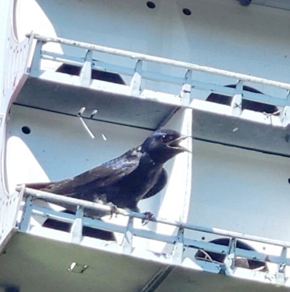 ABOVE LEFT: Purple martins are quite vocal. They are known to chirp, chortle, rattle, and croak. Their various calls are described as “throaty and rich” and can be rendered as tchew-wew, pew pew, choo, cher, zweet and zwack.
