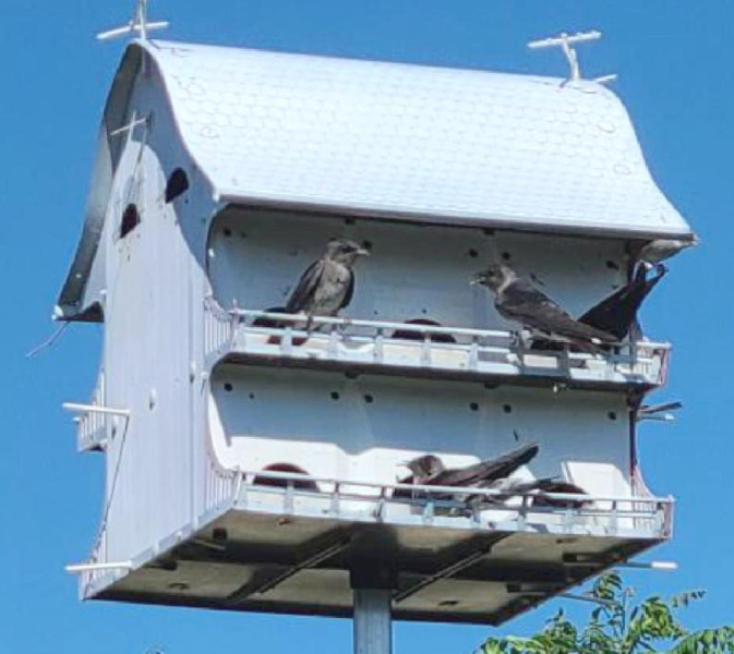 LEFT: The “condominium” can get really busy when everyone comes home at the same time!