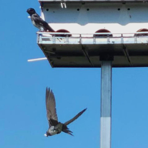 ABOVE RIGHT: Martins are clean birds, being one of the species that carries waste sacs away from their nests to dispose them. Look closely at the bird flying away from the house. The little white speck in his beak is a “poop sac” he’s carrying away to drop it elsewhere.