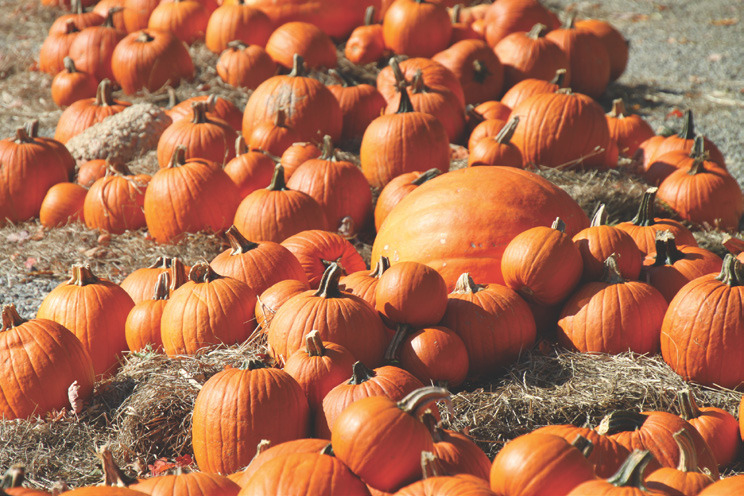 Stockton PUMPKIN PATCH this Saturday and Sunday