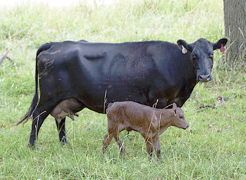 cow with calf