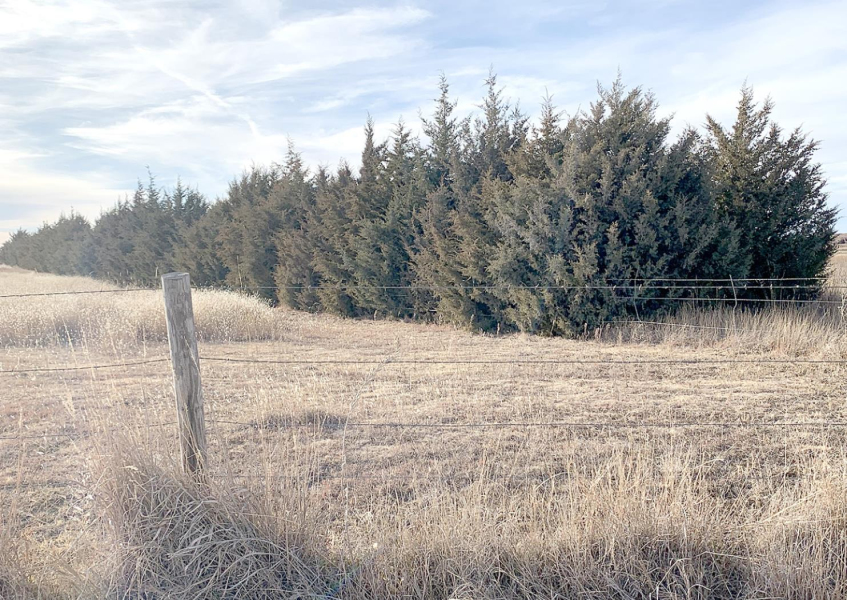 CRAIG &amp;amp; JESSICA IWANSKI established several windbreaks in 2008 after purchasing their 26- acre property in 2004 prior to building a large animal facility. They are this year’s 2021 Windbreak Award Winner.