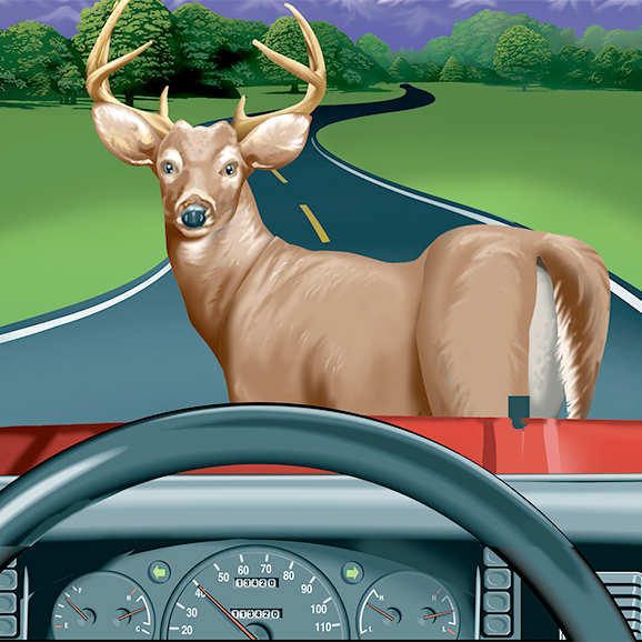 deer accidents