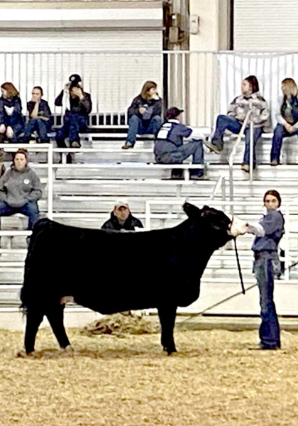 BODYE STITHEM of Stockton participated in Intermediate Beef Showmanship and was second in her Simmental Breeding Heifer class at this year’s Kansas Junior Livestock Show in Hutchinson.