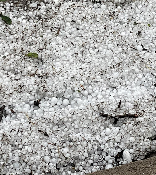 ALL SIZES OF HAIL destroyed wheat fields, gardens, flowers, windows and siding and just about anything else it came in contact with during Sunday’s storm.